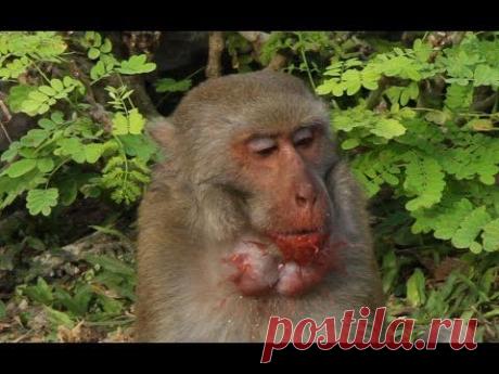 Обезьяны и арбуз. Нячанг, Вьетнам. Monkey and watermelon. Nha Trang, Vietnam.