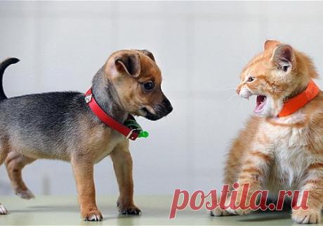 Заговор который читают при непримиримой ситуации и затяжной и сильной вражде: