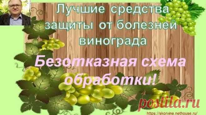 Лучшие средства защиты от болезней винограда. Часть 2. Безотказная схема обработки