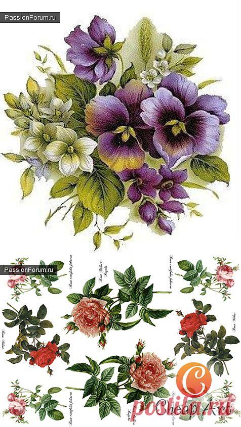 фрукты,цветы / Картинки для декупажа / PassionForum - мастер-классы по рукоделию