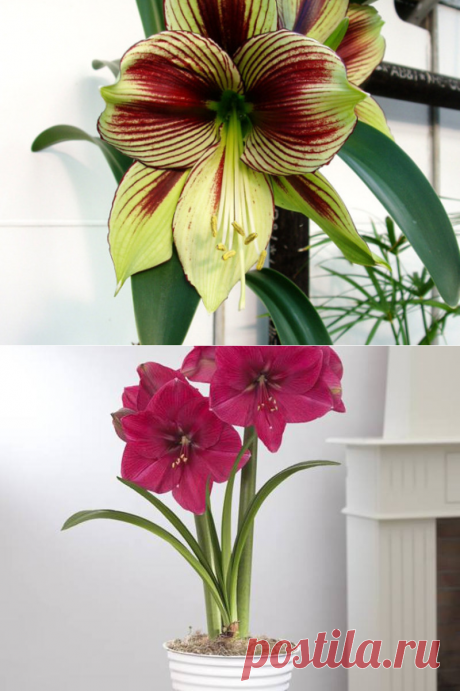 В чём состоит различие между родами амариллисов и гиппеаструмов, краткая история и описание этих растений