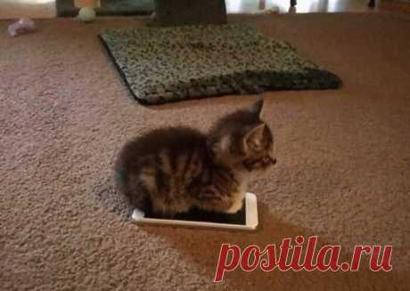 Милые малыши-котята растопят ваше сердце