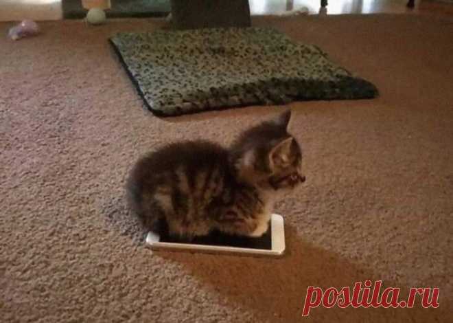 Милые малыши-котята растопят ваше сердце