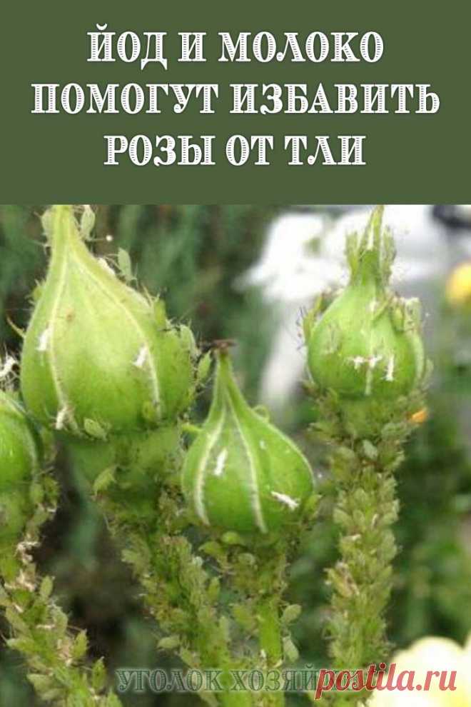 Как избавиться от тли на розах.