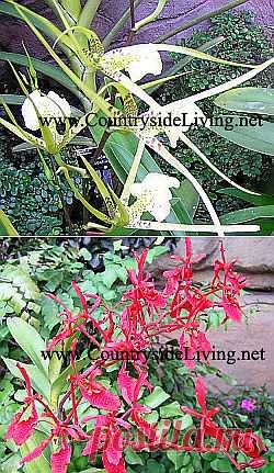 Орхидеи домашние в горшке. Уход в домашних условиях