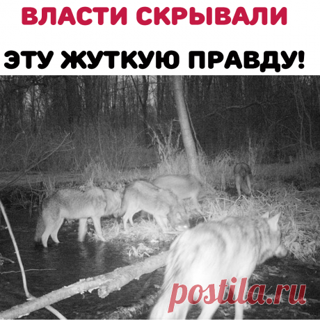 Тогда, в апреле 1986-го, в страшную и таинственную зону под названием Чернобыль, отправились многие тысячи людей.Удивительно, но мир после обнародования информации о случившейся аварии не перевернулся. Все тогда жили, работали, и беда существовала как бы и рядом, но на уровне обывательских слухов.В мае далеко на юге России выпал необычный дождь, оставивший белесые следы на свежих листьях деревьев. Телевизор показывал вести с полей и репортажи со съездов, а тем временем в стране шла мобилизация