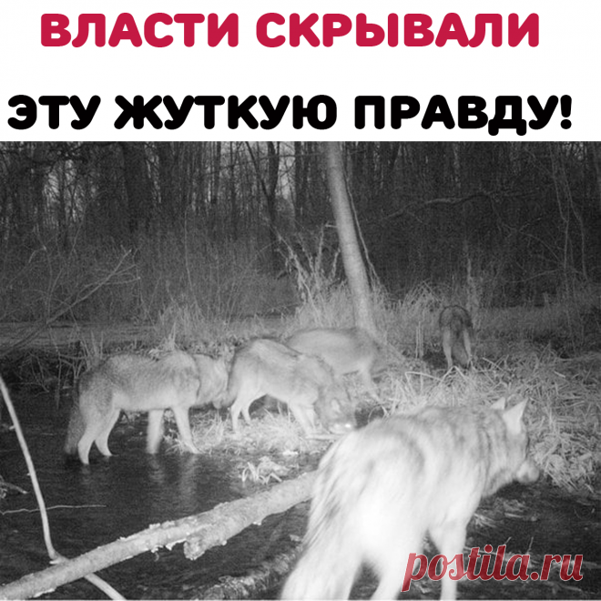 Тогда, в апреле 1986-го, в страшную и таинственную зону под названием Чернобыль, отправились многие тысячи людей.Удивительно, но мир после обнародования информации о случившейся аварии не перевернулся. Все тогда жили, работали, и беда существовала как бы и рядом, но на уровне обывательских слухов.В мае далеко на юге России выпал необычный дождь, оставивший белесые следы на свежих листьях деревьев. Телевизор показывал вести с полей и репортажи со съездов, а тем временем в стране шла мобилизация
