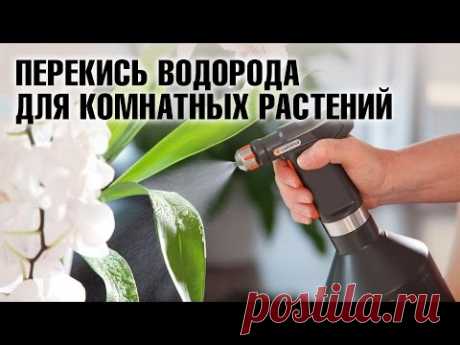 Полив рассады перекисью водорода
