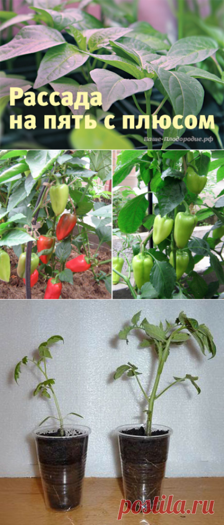 Рассада на пять с плюсом — Ваше Плодородие