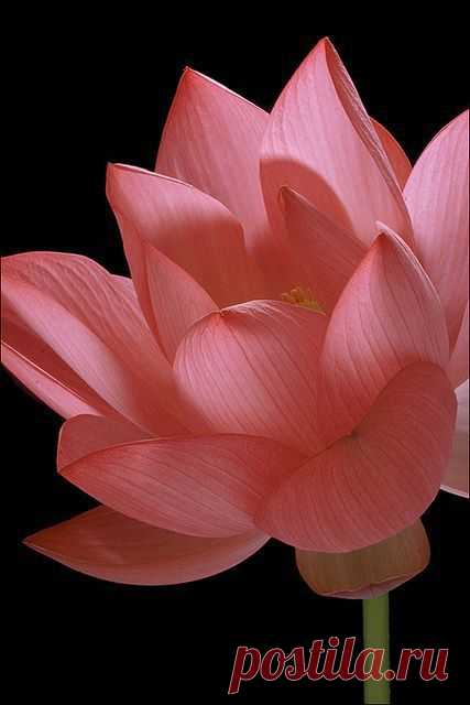 (21) Pinterest