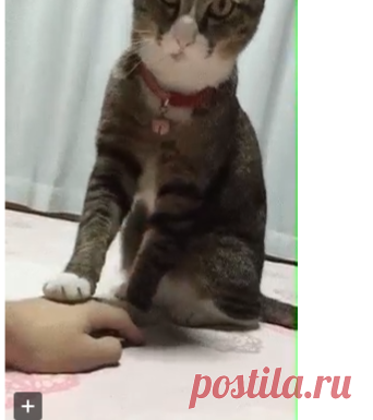 ВЗАИМОСВЯЗЬ МЕЖДУ КОТАМИ И БОЛЕЗНЯМИ ЧЕЛОВЕКА.