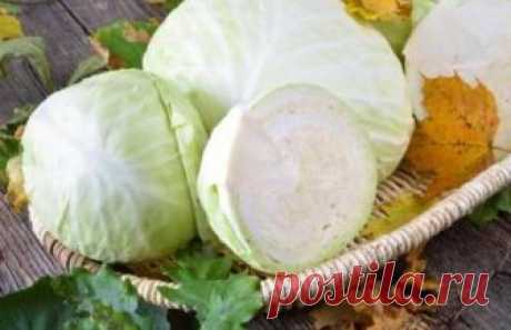 Капуста квашеная на зиму: рецепты очень вкусно в банке - Полезные советы Капуста квашеная на зиму наверняка заготавливается практически в каждой семье осенью, правда? Ну а к