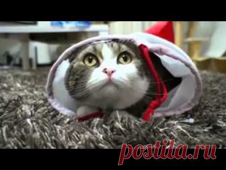 Смешные коты | Дамская копилка