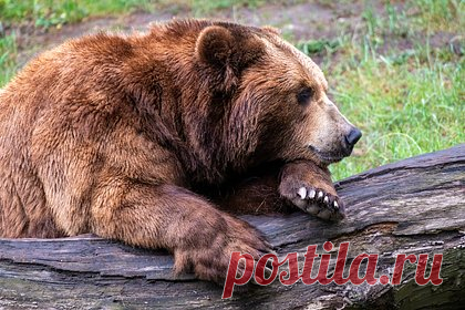 Медведь решил полакомиться медом и разгромил ульи