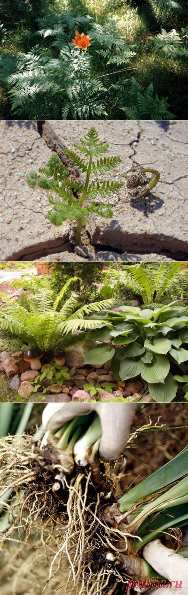 Сорта папоротника: посадка, размножение и уход.