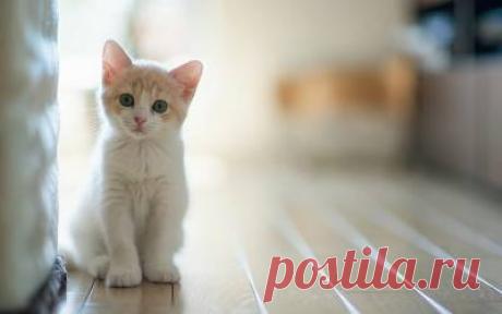 Поэзия о кошках. - Страница 105 - Форум