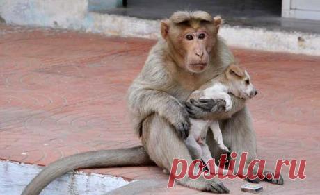 История обезьяны и её приёмного ... сына-щенка