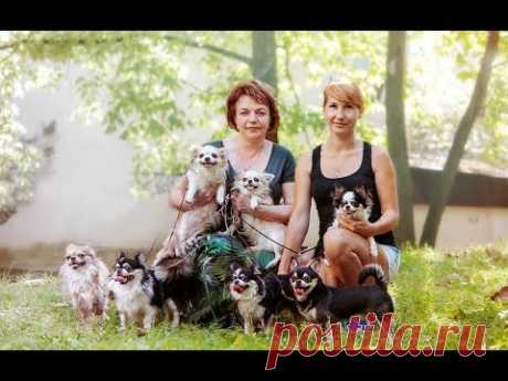 День чихуахуа