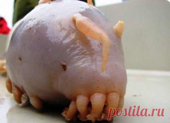 необычные животные