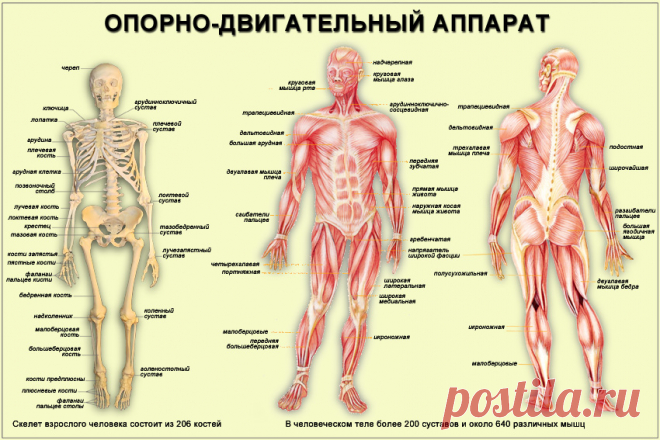 Анатомия человека. Часть 2 - Система органов-1.