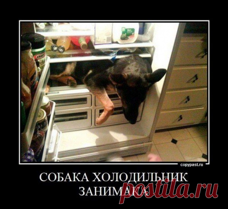 Собаки-Демотиваки. Супер! / Писец - приколы интернета