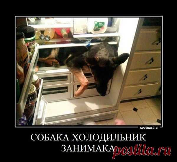 Собаки-Демотиваки. Супер! / Писец - приколы интернета
