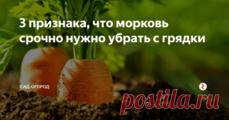 3 признака, что морковь срочно нужно убрать с грядки Вовремя собранная морковь более сладкая и гораздо лучше храниться зимой...