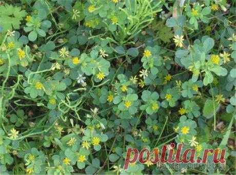 Сидераты: что это такое и как их применять на даче