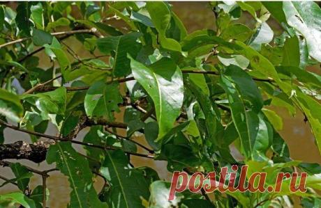 Только 1% людей могут увидеть лягушку на этой картинке Природа наделила живых существ на планете удивительными возможностями. Потрясающая способность маскироваться, которой обладают многие животные, иногда действительно поражает.На этой фотографии есть ля...