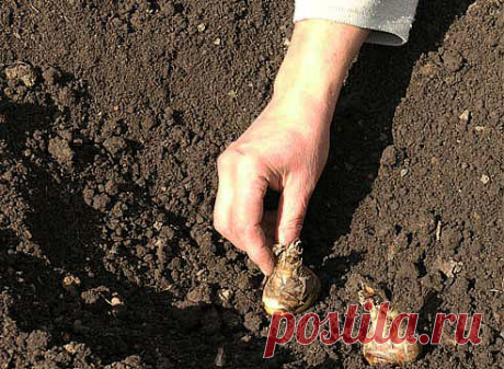 Как правильно посадить гладиолусы.