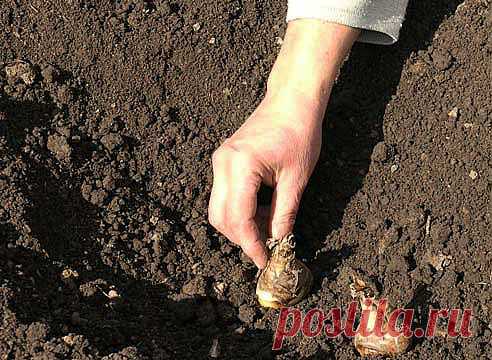 Как правильно посадить гладиолусы.