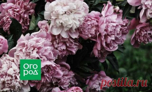 Что делать с пионами после цветения – обрезка и уход — Домашние