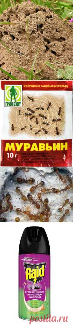 Какие существуют средства борьбы с домашними муравьями? Как бороться с садовыми муравьями? | Мое подворье
