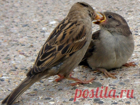 Интересные факты о тех, кто всегда рядом: о воробьях!