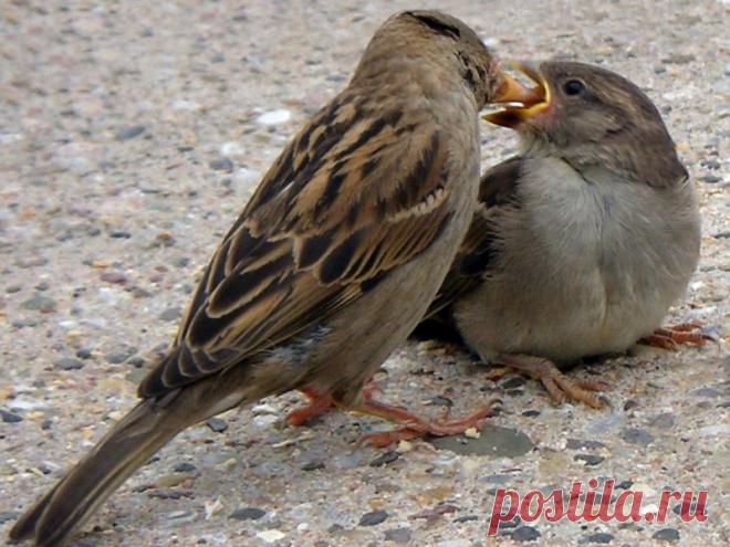 Интересные факты о тех, кто всегда рядом: о воробьях!