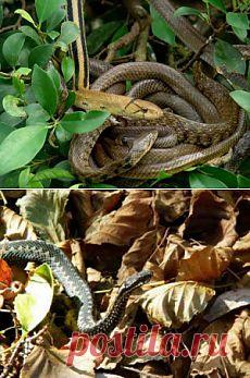 дача | Фотографии и советы опытных дачников на Постиле