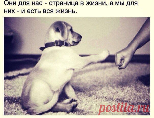 Идеальная хозяйка
