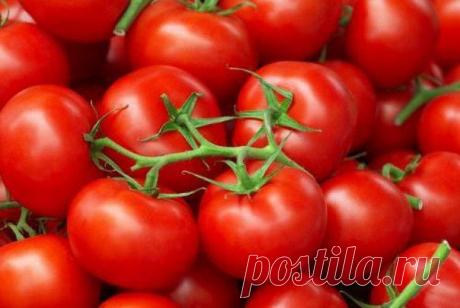 5 ОСНОВНЫХ ПРОБЛЕМ С РАССАДОЙ ТОМАТОВ И СПОСОБЫ ИХ РЕШЕНИЯ