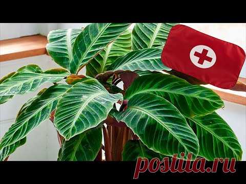 Недорогие аптечные подкормки для домашних растений. Находка цветовода.