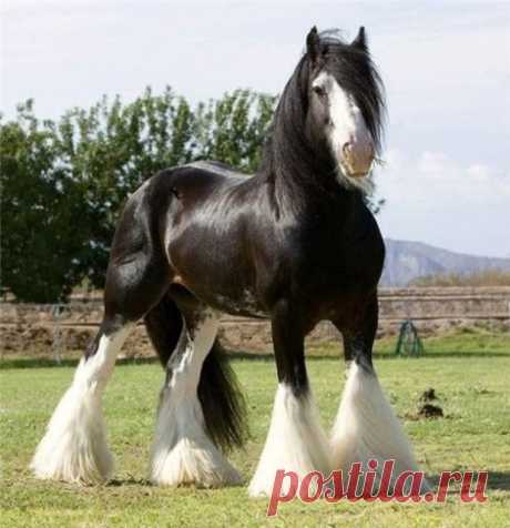 порода  ФРИЗ