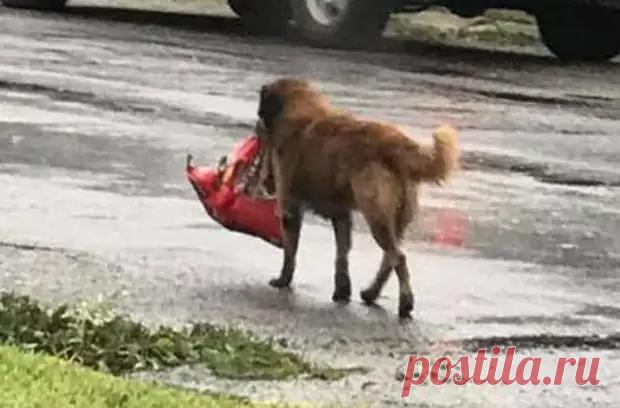 Баранья ножка - медиаплатформа МирТесен