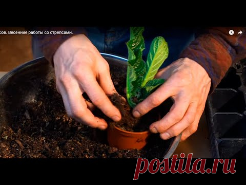 Омоложение стрептокарпусов. Работа со стрепсами в феврале.