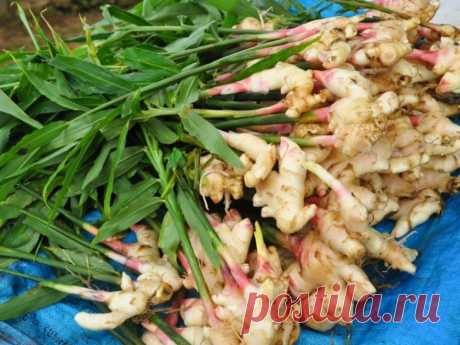 Трио суперпродуктов, которые убивают рак / Будьте здоровы