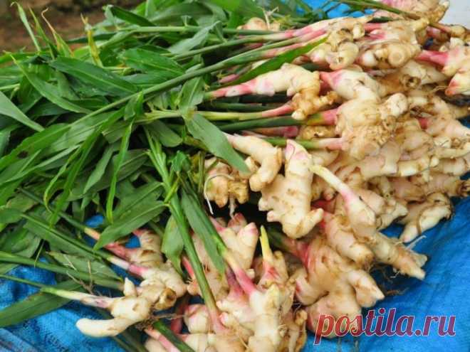 Трио суперпродуктов, которые убивают рак / Будьте здоровы