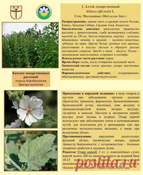 Алтей лекарственный