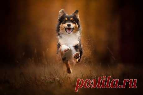 26 позитивных фотографий, на которых запечатлены самые счастливые собаки в мире