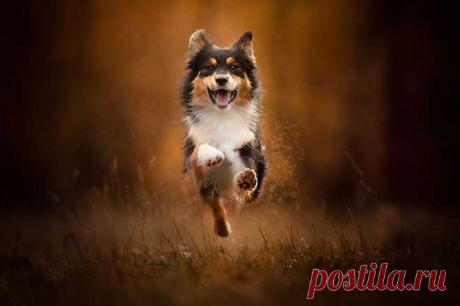 26 позитивных фотографий, на которых запечатлены самые счастливые собаки в мире