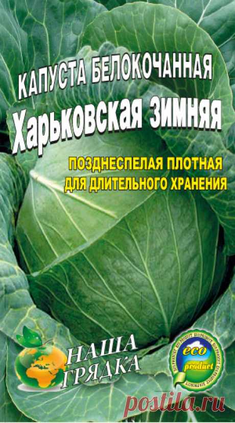 Капуста сорт Харьковская зимняя