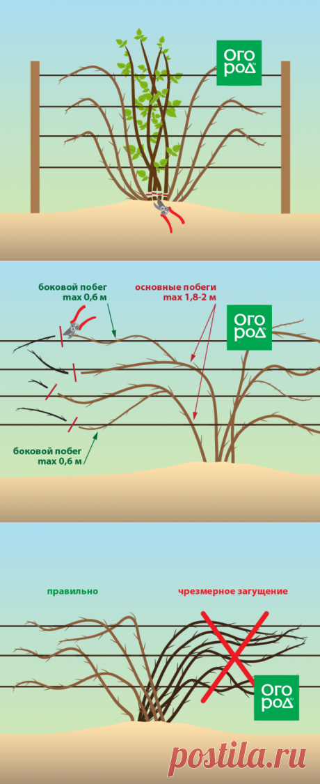 Обрезка ежевики осенью: полезные советы для начинающих садоводов