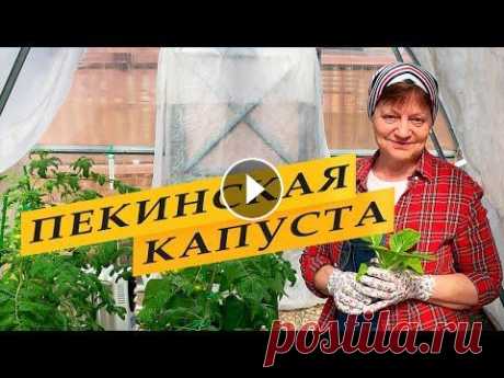 Пекинская капуста выращивание Пекинская капуста выращивание. Что надо знать, чтобы пекинская капуста завязала кочаны, какие условия необходимы для хорошего урожая. Выращиваю кочанн...